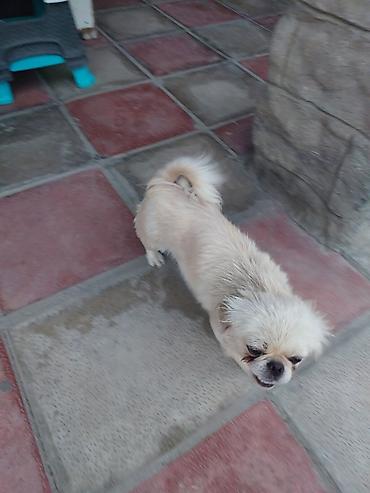 Pekines, 9 ay, Dişi lalafo.az -da — 1 Pekines, 9 ay, Dişi — 1