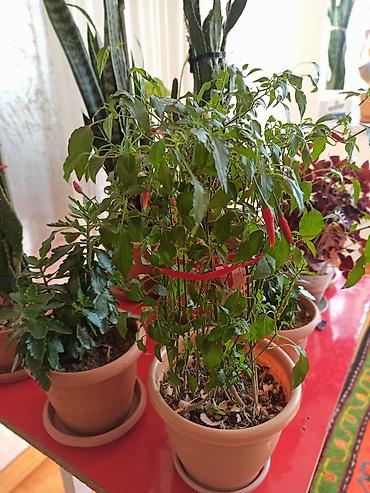 Digər bitkilər: Ev otaq gülləri – bir neçə növ 5-50 manat arası qiymət - — 7