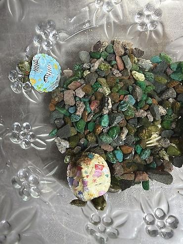 Две черепахи в хорошие руки