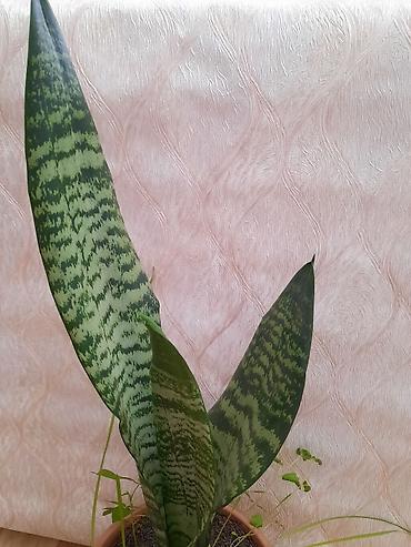 yaz gulləri: Sansevieria gülü — 2