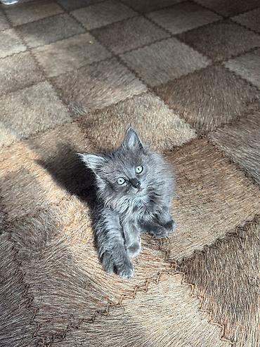 домашний животные: Кошка даром: Беспородная, 2 месяца, Мальчик, Приучена к лотку — 1