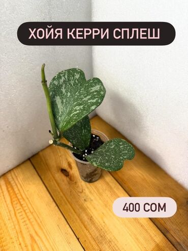 Хойи: Хойя (Hoya) - Хойя публикалис сплэш –Цена: 450 сом. - Хойя Мередити — 6