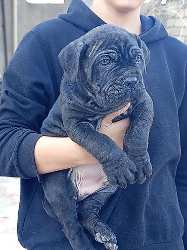 İtlər: Kane-Korso, 1 ay, Erkek, Sənədli, Pulsuz çatdırılma, Ünvandan götürmə, Rayonlara çatdırılma — 4