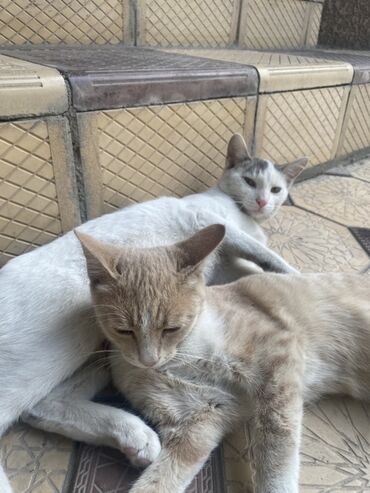 кошка мышык: Пара домашних кошек - Вид: короткошёрстные кошки, молодые. - Окрас