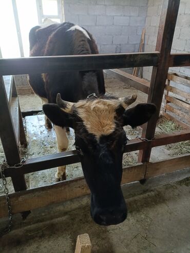 корова бишкек: Продаю | Корова (самка) | Голштин | Для разведения, Для молока