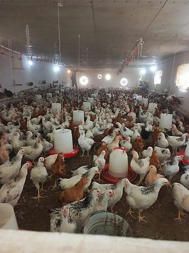 Quşlar: Hər Növ Toyuqlar var — 1
