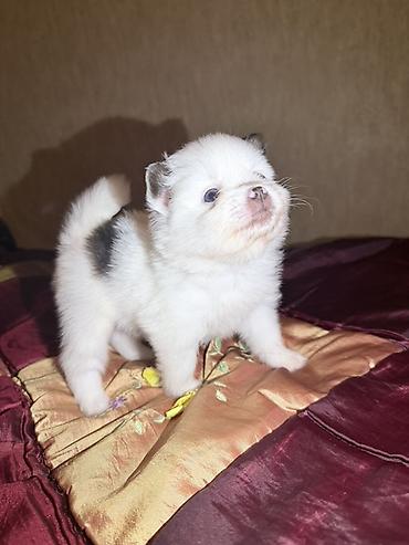 İtlər: Şpitz, 2 ay, Dişi — 7