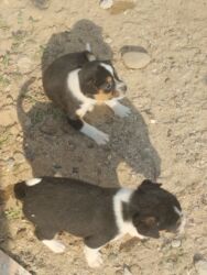 İtlər: 1 ay, Dişi, Ünvandan götürmə — 5