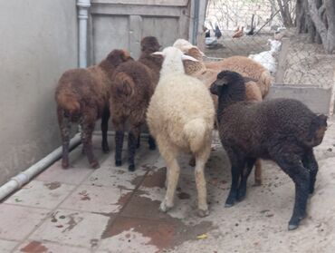 qurbanlıq quzular: Quzu, Erkək, Qala, ay: 3, 1 kq, Damazlıq, Ünvandan götürmə