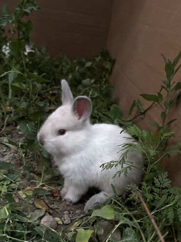 отходы для животных: Крольчата 
Цена 500сом