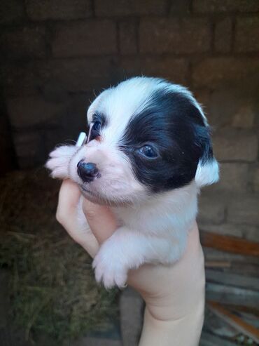 İtlər: Zvonok, 1 ay, Dişi, Ünvandan götürmə — 8