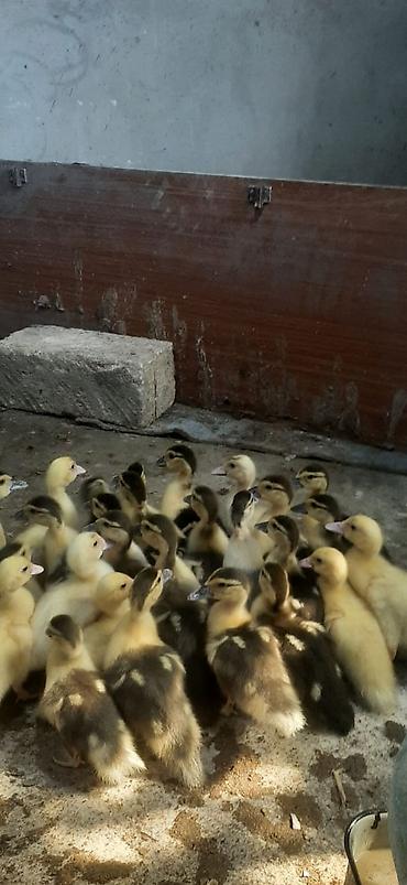 atlarin satisi: Lal őrdey balası 21 gůnlůydů bazarda 2 gůnlůyů 6 manata veriller — 1