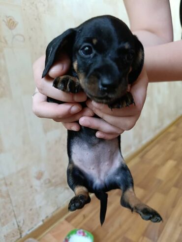 сколько стоит французский бульдог: Такса, 2 месяца, Самка