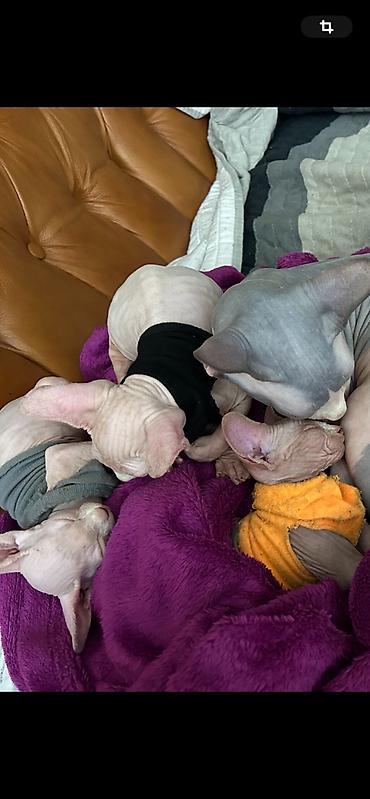 male mace: Preostala su još dva prelepa mužjaka Sphynx mačića stara 3,5 meseca — 2