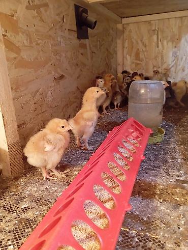 Куры, петухи: Продаю | Цыплята | Для разведения — 2