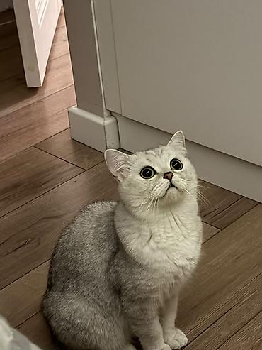 черная британская кошка: Скотиш Страйт (Шотландская прямоухая), 2 года, Девочка, Серебристая шиншилла — 2
