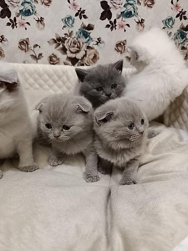 Pişiklər: Şotland, Ödənişli çatdırılma — 24