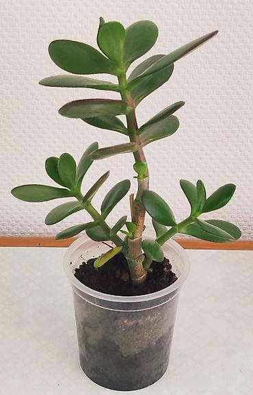 Денежное дерево: Денежное дерево отросток - 50 и 100 сом. Спатифилум, женское счастье — 1