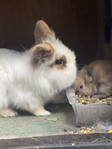 Кролики: Продаю кроликов декоративных 1 шт самец 1500 сом 2 самки С