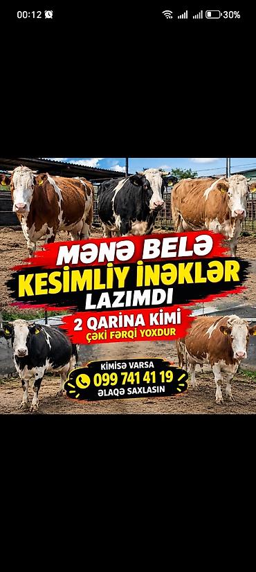 Inəklər, öküzlər: Salam — 1