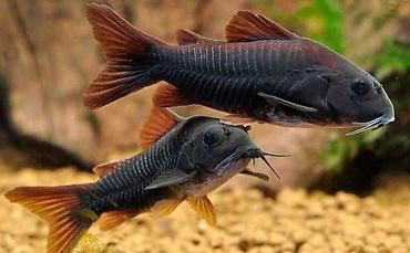 Балыктар: 🐟 Коридорас Венесуэла Блэк (Corydoras sp. “Venezuela Black”) — 1