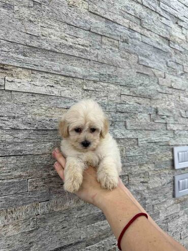 Psi: Maltipoo kucici savrsenog izgleda i genetike FCI 7493 posetite nase — 10