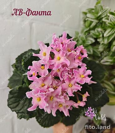 Фиалки и глоксинии: 🌱🌺🌱 Продаю сортовые ДЕТКИ стандартных, трейлерныхмини и полумини — 21