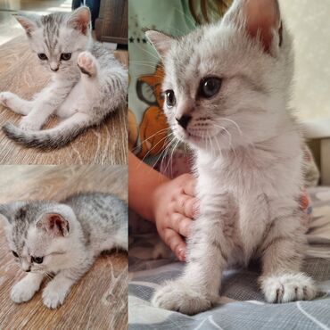 шотландская вислоухая кошка: Скотиш Фолд (Шотландская вислоухая), 1 месяц, Мальчик, Биколор, Проглистована