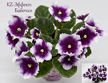 Фиалки и глоксинии: 🌱🌺🌱 Продаю сортовые ДЕТКИ стандартных, трейлерныхмини и полумини — 18