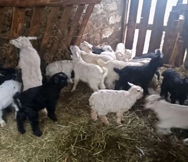 Keçi, çəpiş: Salam ZANEN KECİLƏRİMİZ SATİŞDA İCLƏRİNDƏ ALPENDE VAR ONLARIN QİYMƏTİ — 5