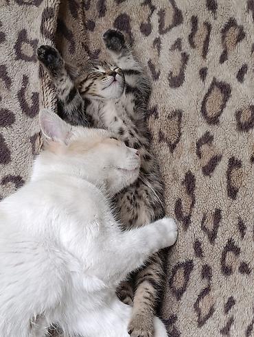 Мышыктар: Котята от домашней кошки - Окрас: один белоснежный, два — 2