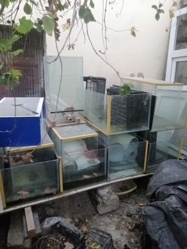 İtlər: Dördbucaq akvarium, Boş, 1 l
