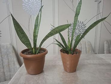 dibcek: Sansevieria (Qayın dili) – otaq bitkisi 2 ölçüdə var.Böyuk olan 55 sm — 4