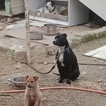 İtlər: Pitbul — 2