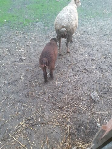 Qoyunlar, qoçlar: 470 deylir riyal alcıyna razlaşmaq olar zəngin vurun — 8