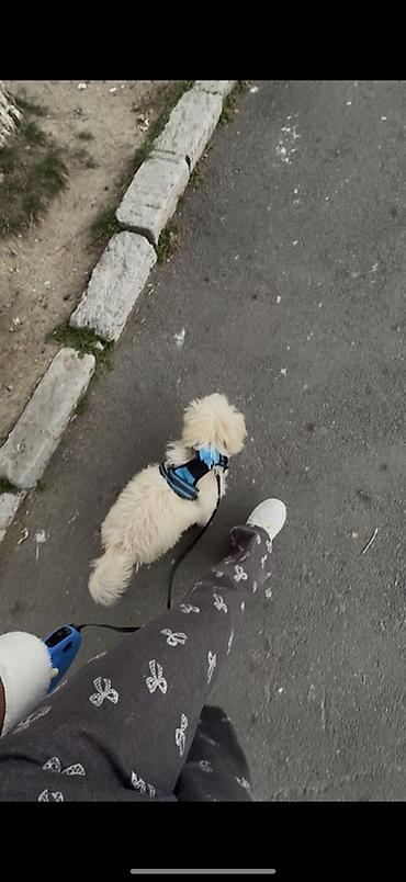 İtlər: Pudel, 4 ay, Erkek — 2