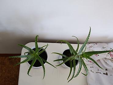 алое: Алоэ (Aloe vera) в горшках. Продаю алоэ. Длинное алое 600 сом — 4