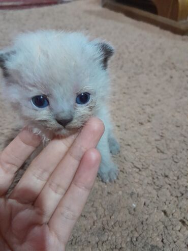 Коты: Продаю девочку котёнка шатланской породы веслоушка 1.5 месяца кушает