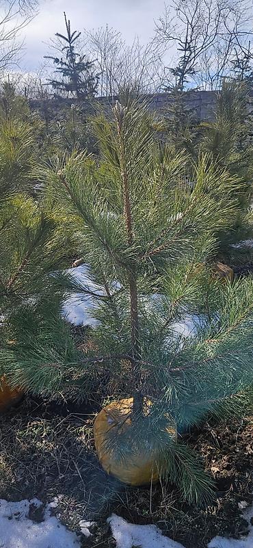 Искусственные ёлки: Ёлка,сосна,голубые ели,пихта,берёза — 22