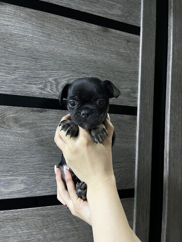 Продажа собак: 1 месяц, Самец