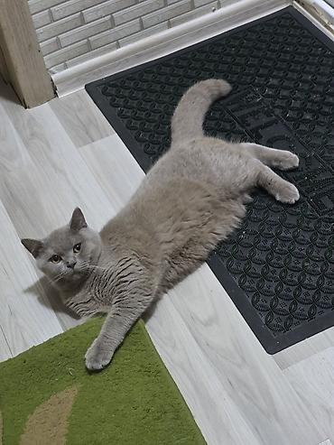 Pişiklər: Britan, Erkək, Cütləşmə üçün -da lalafo.az — 4 Pişiklər: Britan, Erkək, Cütləşmə üçün — 4