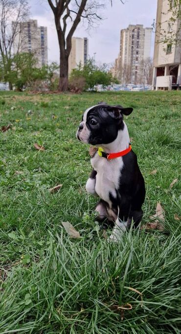 Psi: Na prodaju štenci rase BOSTON TERIJER, prekrasnih, zdravih roditelja na lalafo.rs — 10 Psi: Na prodaju štenci rase BOSTON TERIJER, prekrasnih, zdravih roditelja — 10