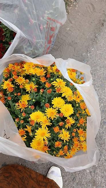 ролл шторы в бишкеке цены: 🌸 ШАРОВИДНЫЕ ХРИЗАНТЕМЫ — ОПТОМ ОТ ПРОИЗВОДИТЕЛЯ 🌸 Предлагаем — 8
