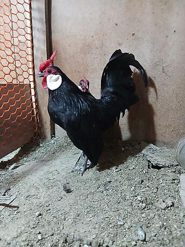 qarğa balası satılır: Minorka ag qulaq yumurtası satılır yalnız — 2