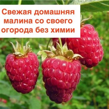 malina.kg продажа малины оптом в бишкеке новопокровка фото: Малина В розницу
