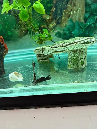 Akvarium dekoru: Malinezi orta olcu 1 manat danyo tul quyruq irili xirdali 1 manat — 7