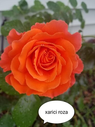 Şitillər: Məhsul: Bağ bitkiləri və meyvə fidanları seçimi - Hibiskus (Rose of — 36