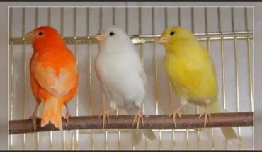 в мире птиц: Канарейки молодые 3-4 месяца