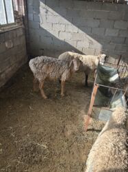 продажа баранов в бишкеке: Сатам | Ургаачы кой (ургаачы), Кочкор (эркек) | Союуга, Көбөйтүү үчүн, Жүн үчүн