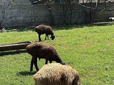 Баран, овца: Продаю | Баран (самец) at lalafo.kg — 13 Баран, овца: Продаю | Баран (самец) — 13